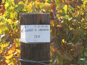 handwritten label on wooden post infront of grapevines